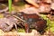 Wood Frog Northwoods Michigan