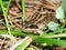 Wood Frog (Rana sylvatica)