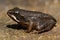 Wood Frog Rana sylvatica Pollyfrog