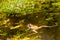 Wood frog swimming in a pond in spring for mating