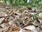 Wood frog well disguised sitting on forest ground