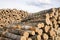 Wood fuel birch and pine logs stacks near forest