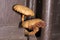 Wood Fungi