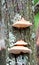 Wood fungus
