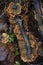 Wood fungus fomitopsidaceae on tree bark. Autumn forest nature.