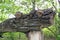 The wood fungus grew on the trunk of a tree.