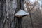 Wood fungus, mushroom parasite