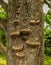 Wood fungus, mushroom parasite on oak tree trunk