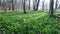 Wood garlic in a riverside forest in austria