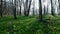 Wood garlic in a riverside forest in austria