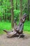 Wood goblin in Pereslavl-Zalessky city