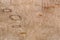 Wood grain texture, exotic veneer background