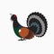 Wood grouse , heather or capercaillie