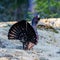 Wood Grouse\'s Tail
