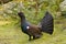 Wood Grouse - Tetrao urogallus