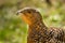 Wood Grouse - Tetrao urogallus