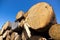 Wood harvesting - pile of logs in the forest