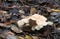 Wood hedgehog, Hydnum repandum