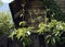 wood house fence plants sunlight sky summer