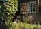 wood house window garden green plants sunlight summer