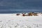 Wood Houses of Joe Batts Arm Fogo Island NL Canada