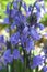 Wood Hyacinths