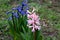 Wood Hyacinths in the park