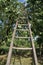 Wood ladder in aple tree