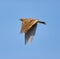 Wood lark in flight