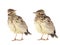 Wood Lark isolated on a white background