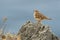 Wood Lark (Lullula arborea)