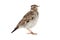 Wood Lark Lullula arborea