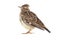 Wood Lark Lullula arborea