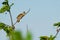 Wood Lark - Lullula arborea brown crested bird on the meadow pastureland, lark genus Lullula, found in most of Europe, the
