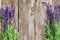 Wood Lavender Flowers Background