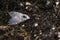 Wood Leopard Moth, Zeuzera pyrina, white moth with black spots walking on brown soil.