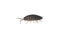 Wood lice  Porcellio Scaber