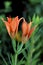 Wood Lily  38419