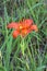 Wood Lily  46504