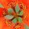 Wood Lily Close-up