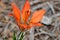 Wood Lily, `Lilium philadelphicum`