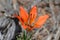 Wood Lily, `Lilium philadelphicum`