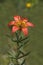 Wood Lily - Ontario, Canada