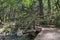 Wood Log Bridge Over Gorton Creek