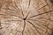 Wood log end cut, annual rings and cracks running from the center, abstract texture background