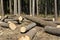 Wood logging