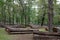 Wood logging at Purna Wildlife Sanctuary, Gujarat