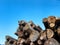 Wood logs at the edge of a mountain forest 