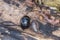 Wood louse, pillbug, or sowbug and earthworm on a piece of wood