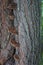 wood macro lichen bark moss mushroom brown grey turquoise the nature park garden stairs